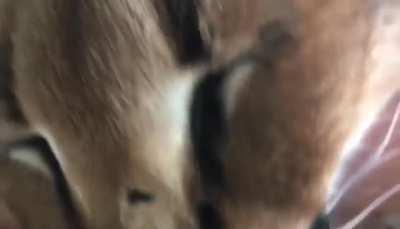 greggy purr fo tonight