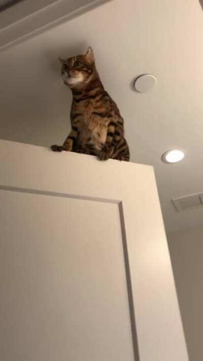 My bengal cat being normal