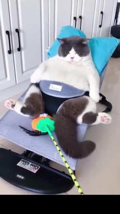 Unit of a Cat living the Dream
