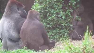 Gorillas sharing a family moment