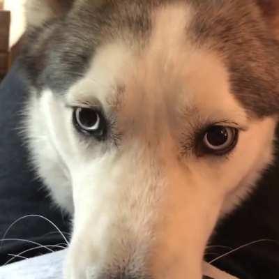 Who’s a good boy? I AM! (Sound on)