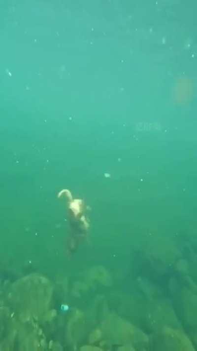 Deep Diving dog