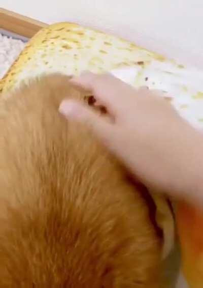 Possibly the most wonderful pet bed and blanket.