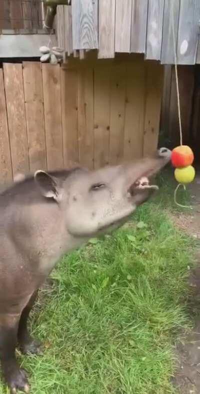 Such a majestic animal. From Randers Regnskov in Denmark.