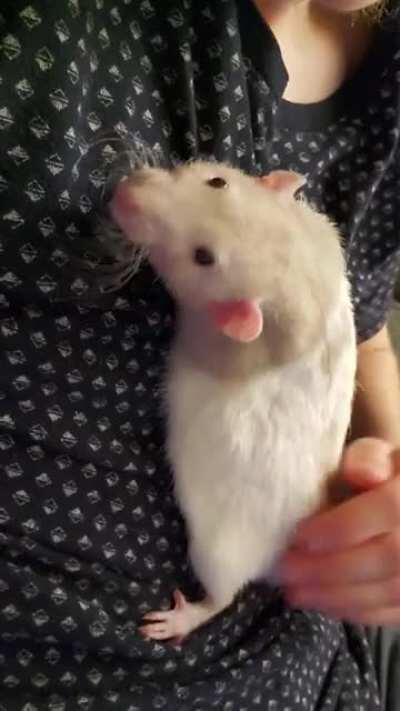 Toby laying on my chest enjoying some pets, just got him two months ago!