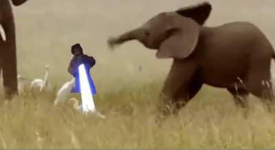 Elephant baby has met his match