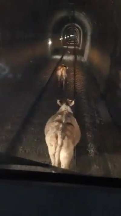 Dicen que el servicio de cercanías de Renfe es un desastre, los trenes siempre van con retraso. Mientras tanto en el túnel de La Molina