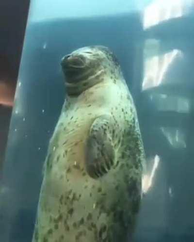 Goodbye hooman, earth is boring, I'm going back to mother ship