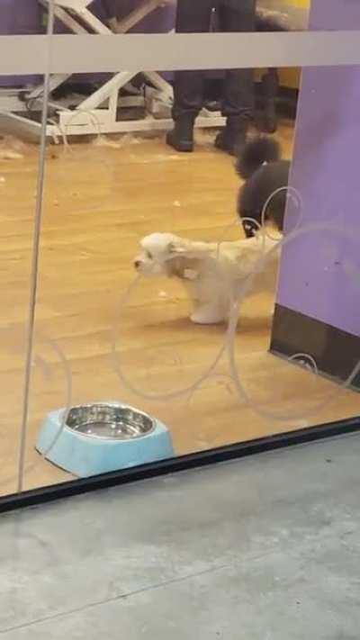 My Corgi's 'double take' when I picked her up from the groomer 🥹