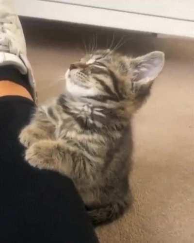 Sleepy kitty is just too tired!