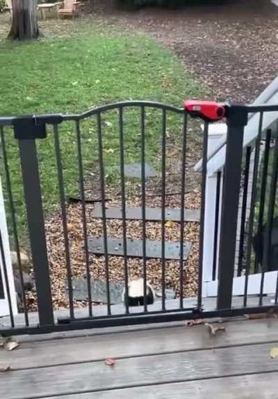 Your friendly neighborhood skunk