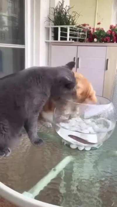 Fish are friends not food.