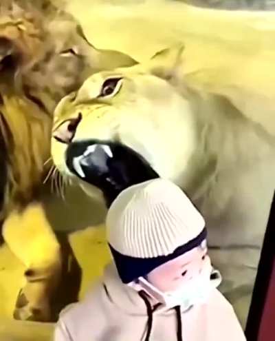 This is how they hunt in nature

