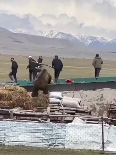 Angry bear chases policemen