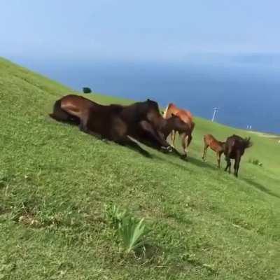 Horses try sliding down a hill