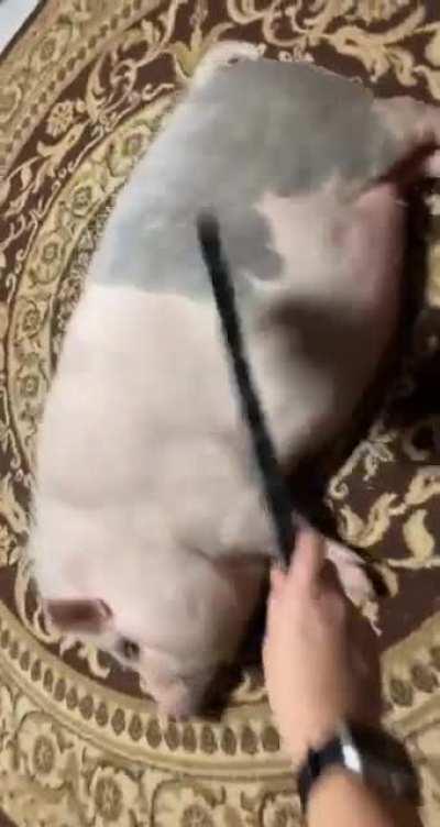 pEt PiG bRutTalLy mUrDeReD bY oWnEr iN HiS oWn HoUsE wiTh aN AxE