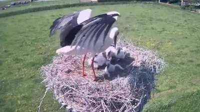 White Stork throwing its weakest chick out of the nest