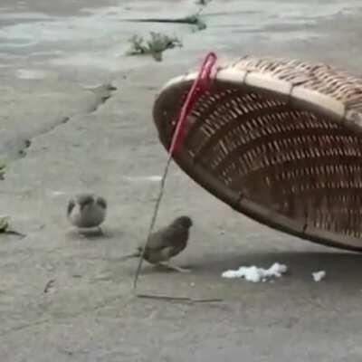 This bird risking its life to feed a fellow bird.