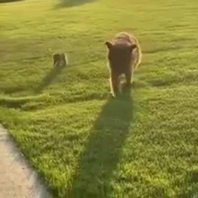 He brought home a new friend..