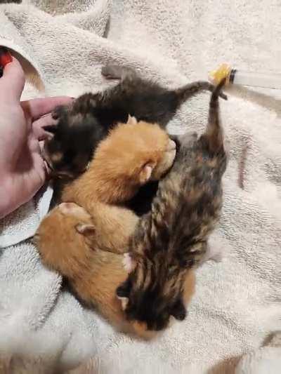 A friend found these criminals left behind in his complex. I came to the rescue with special newborn bottles and nips cuz he couldn't feed them. They've got a new foster now!
