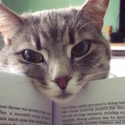 Anyone want a purring bookmark?