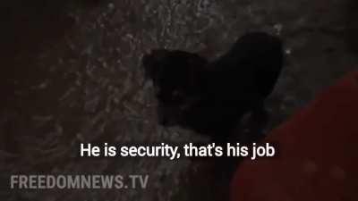 Meet 'Rambo', a puppy guarding post with Ukranian soldiers.