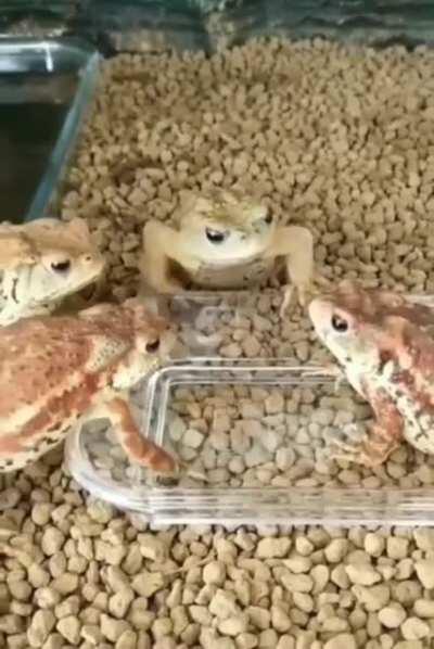 When you eat your lunch before high school bullies could steal it from you