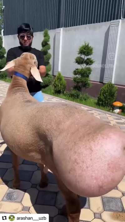 Is there a way to mark this as NSFW but only for north africans? 