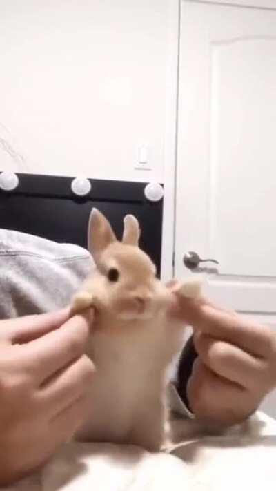 Pa alegrarles el día