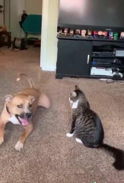 Cat: “Give me a reason, give me a reason”