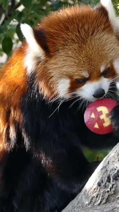 Jazz eating a spooky apple 👻