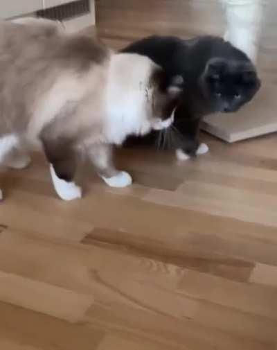 Cat: Where did the bubbles go?