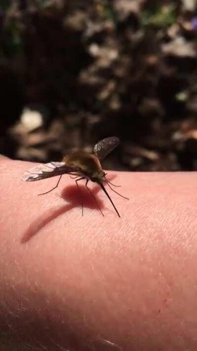 An often-overlooked pollinator: Bombylius spp.! Felt so special when this little guy decided to land on me today.