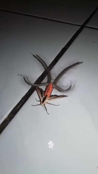 It can look like a bug directly from your nightmares, but this thing is real. It's a species of Arciitine moth primarily lives in Southeast Asia and God's favourite draft page on earth, Australia .