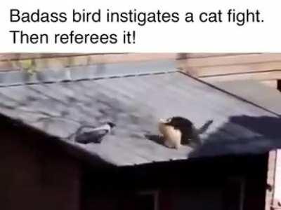 Bird training hard for his future MMA referee career. Everybody starts in the streets.