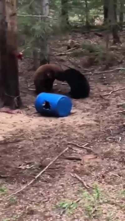 Nothing more vicious than a momma bear, except maybe two momma bears