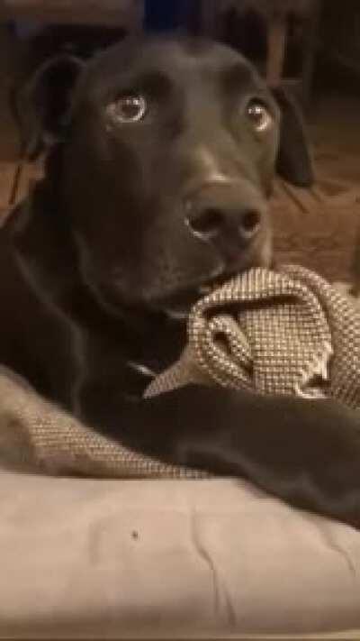 REACCION CANINA 100% URUGUAYA AL CONTACTO CON POSITIVO DE COVID 19