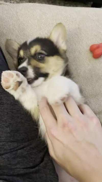 Please ignore the random background chatter to enjoy Lucy, the cutest little nugget I ever did see.