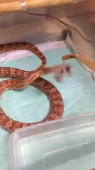 Snake stopped working