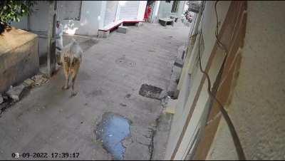 Trying to beat it...with a stick?