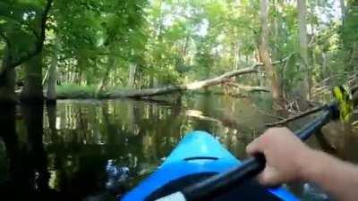 Аллигатор хочет нямку