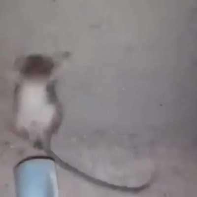 Se comió la mortadela 😡🤬