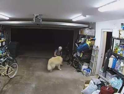 HMB while I pause stealing this $1300 bike to pet the coolest dog I've ever known