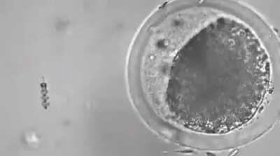 A motorized 'spermbot' helping sperm reach and penetrate an egg.