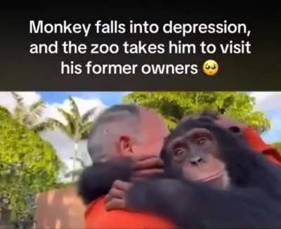 Depressed Ape visits his family