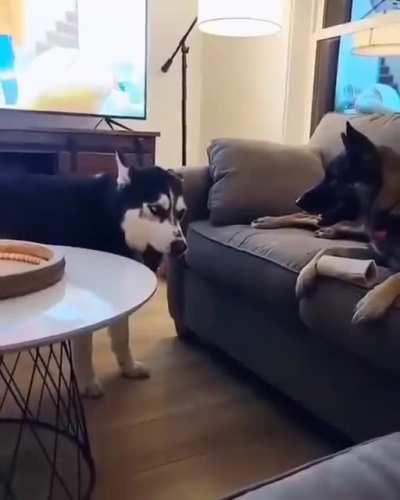 Selfish husky wants the ball