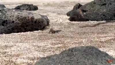 Snoop Dogg narrating the Planet Earth