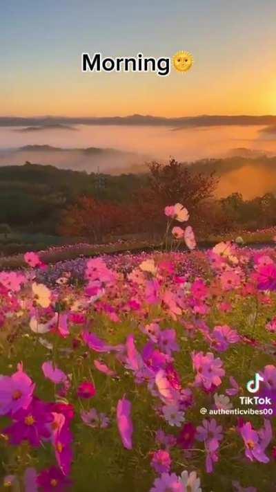 Ape acci mula tika balala meka status dala tibba yakow🤣🤣🤣🤣🤣