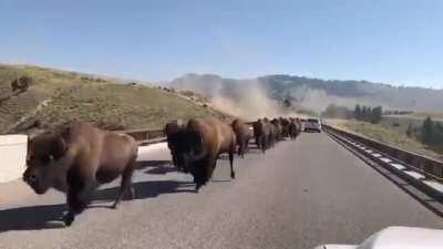 A massive bison stampede captured in Yellowstone