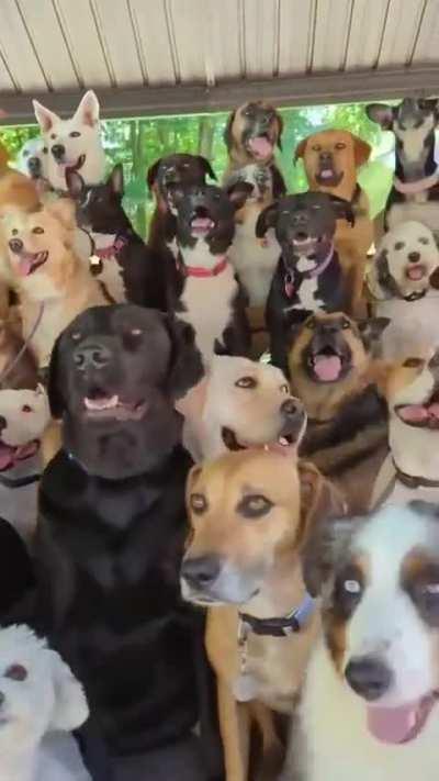 All Kinds of Dogs Here!